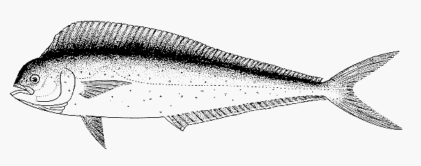 coryphene.gif