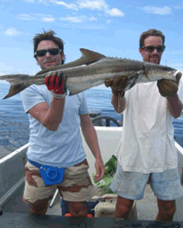 loulou-cobia.gif